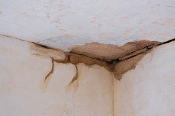 Best Professional water damage repair  in Fort Polk North, LA